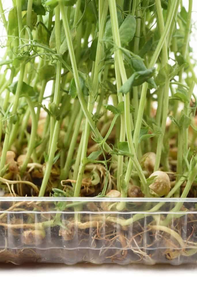 growing-microgreens-pea-sprouts-with-tendrils-sprouting-in-plastic-container-684x1024-1958601