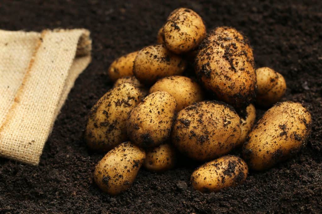 newly-harvested-potatoes-1024x683-8164766