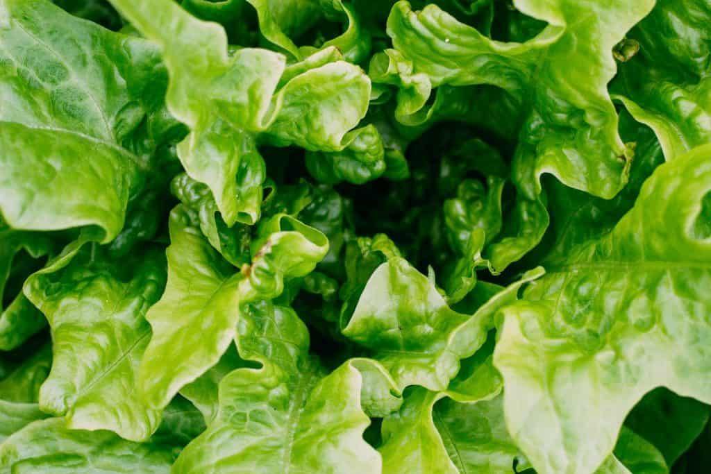 buttercrunch-lettuce-close-up-1024x683-1789514