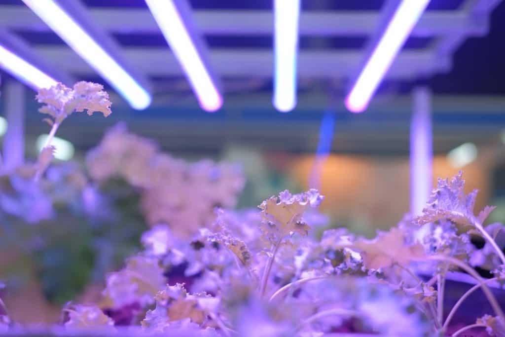 plant-growing-in-smart-indoor-farm-with-artificial-led-light-spectrum-phyto-lamp-for-seedling_t20_xxjmaz-1024x683-1087921