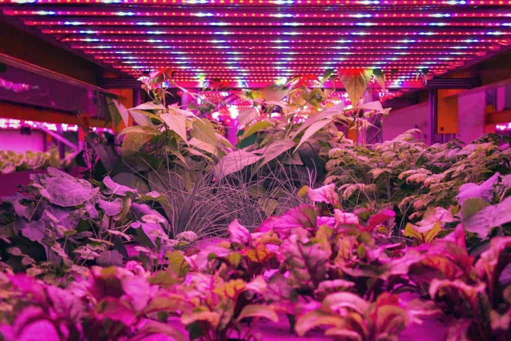 various-herbs-and-vegetables-grow-under-special-led-lights-belts-in-aquaponics-system-combining-fish_t20_wxoykz-3726377