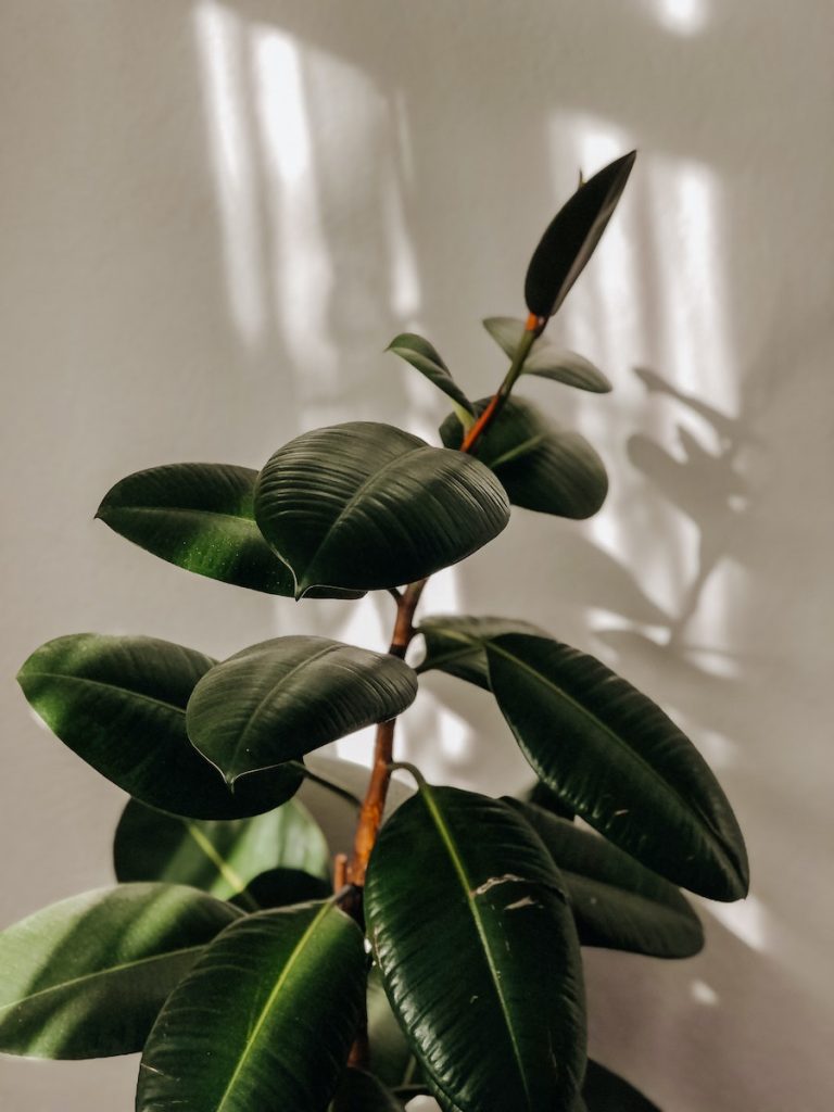 Rubber Fig with Green Leaves