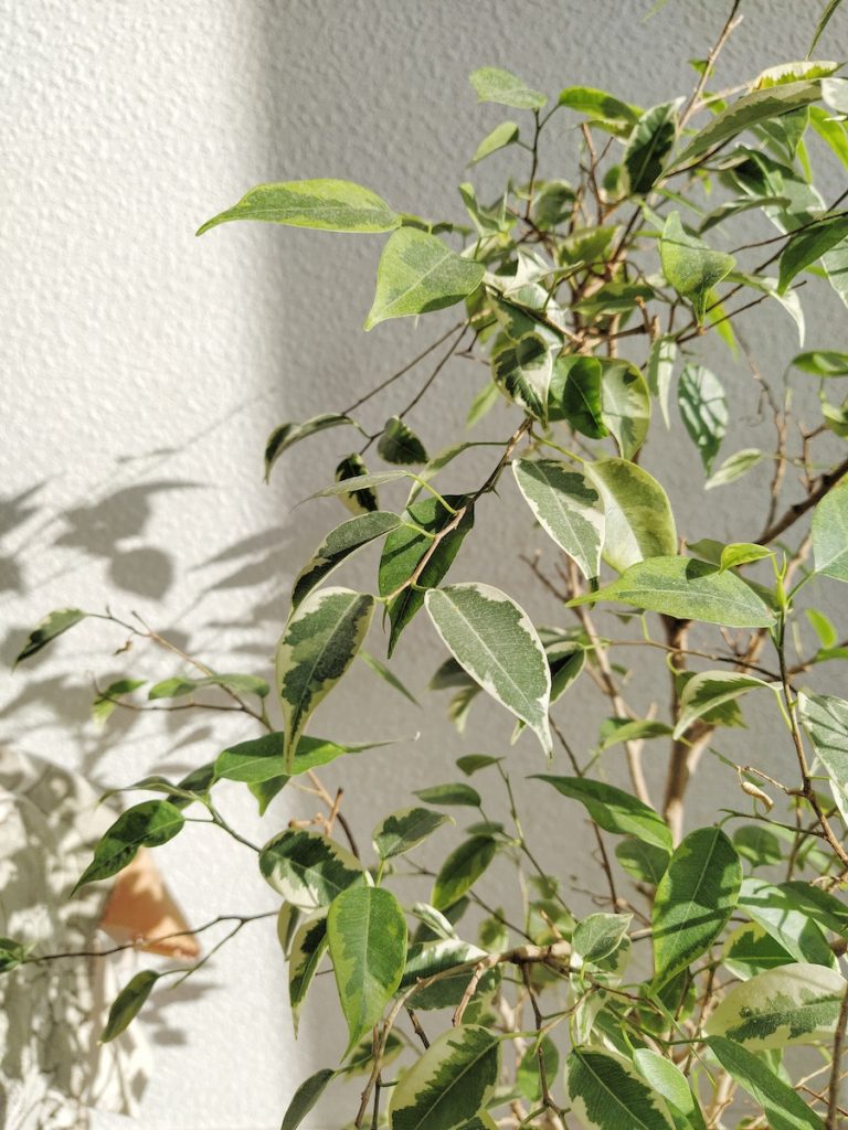 Close-up of Ficus Benjamina Plant 