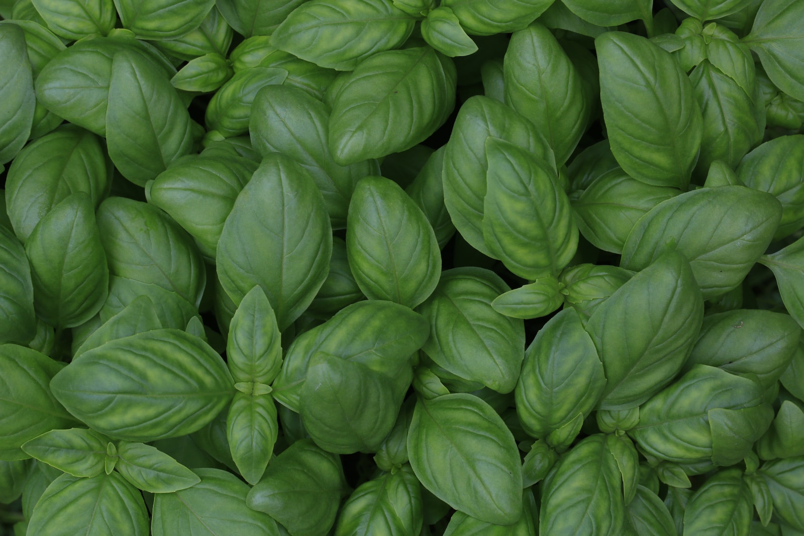 green leaf plants - best way to keep basil fresh