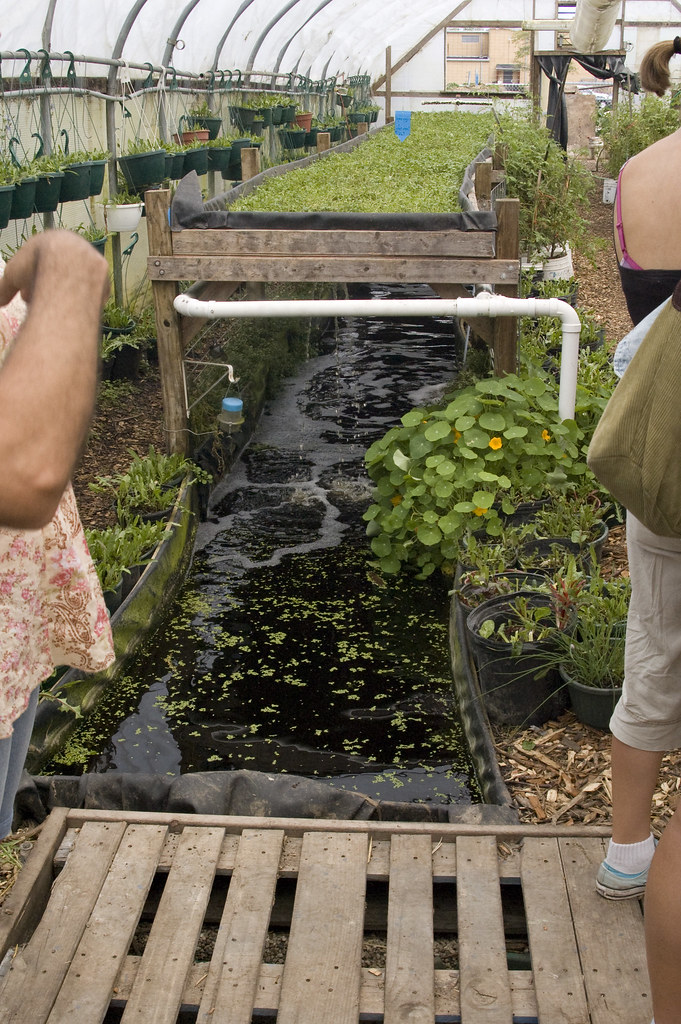 Maintaining Water Quality in Your Aquaponics System: Tips and Strategies for Success