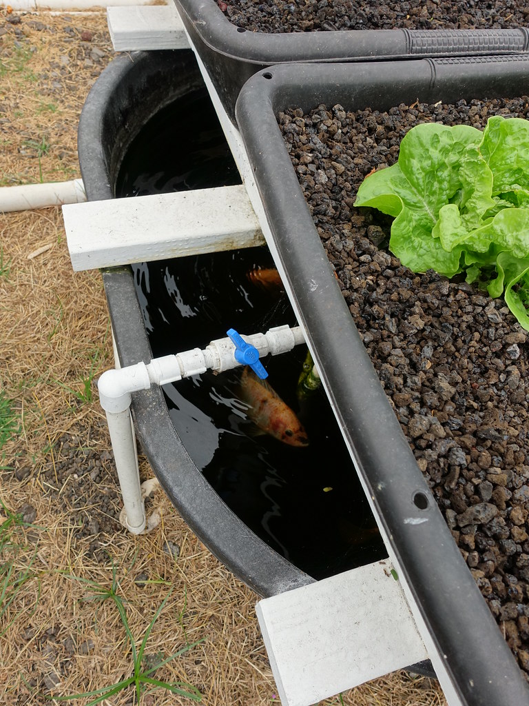 Step-by-Step Guide to Setting Up an Aquaponics System for Indoor Gardening
