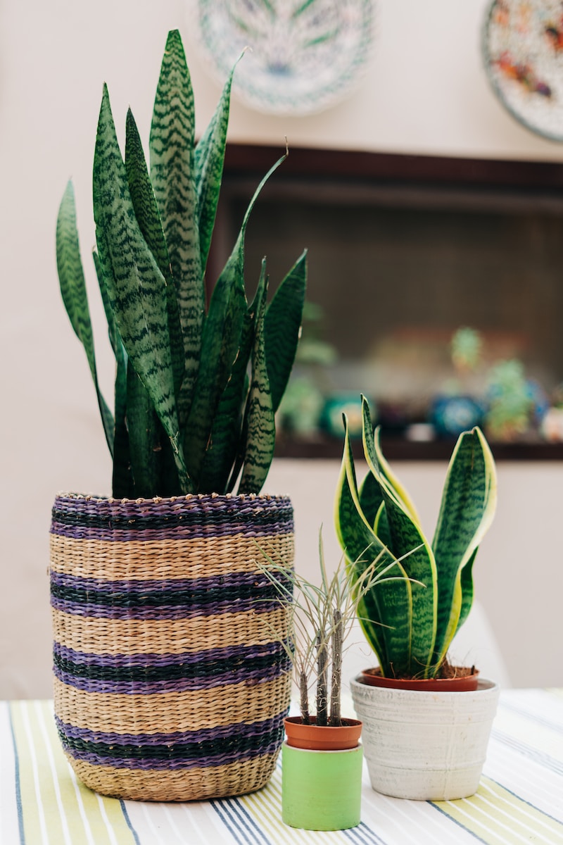 How To Care For A Snake Plant: Tips And Tricks?