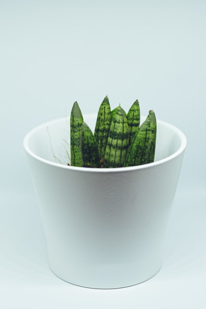 green cactus in white ceramic pot
