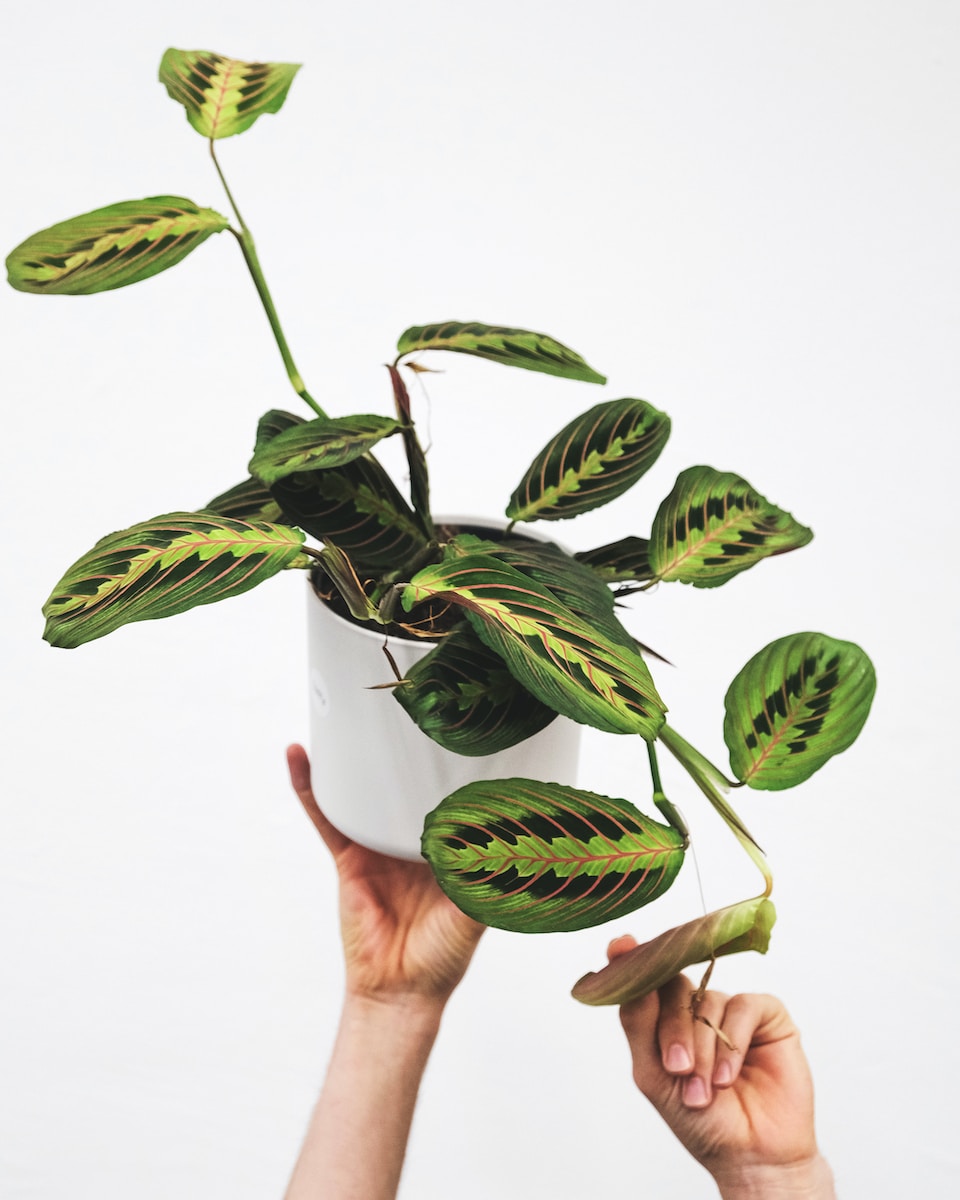 What Are The Best Care Tips For A Prayer Plant?