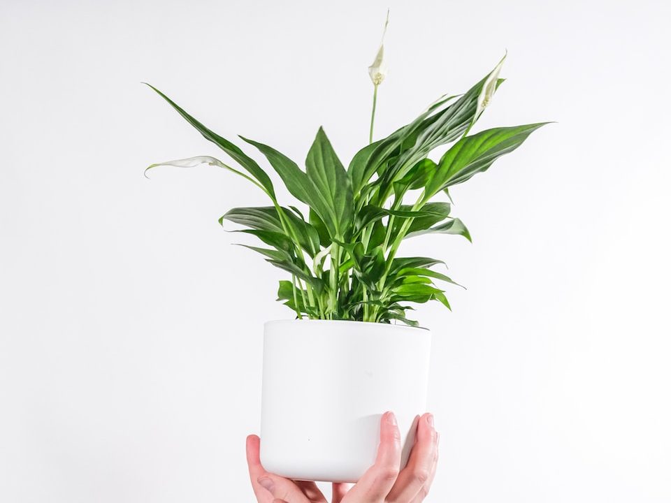 person holding white ceramic mug with a peace lily inside