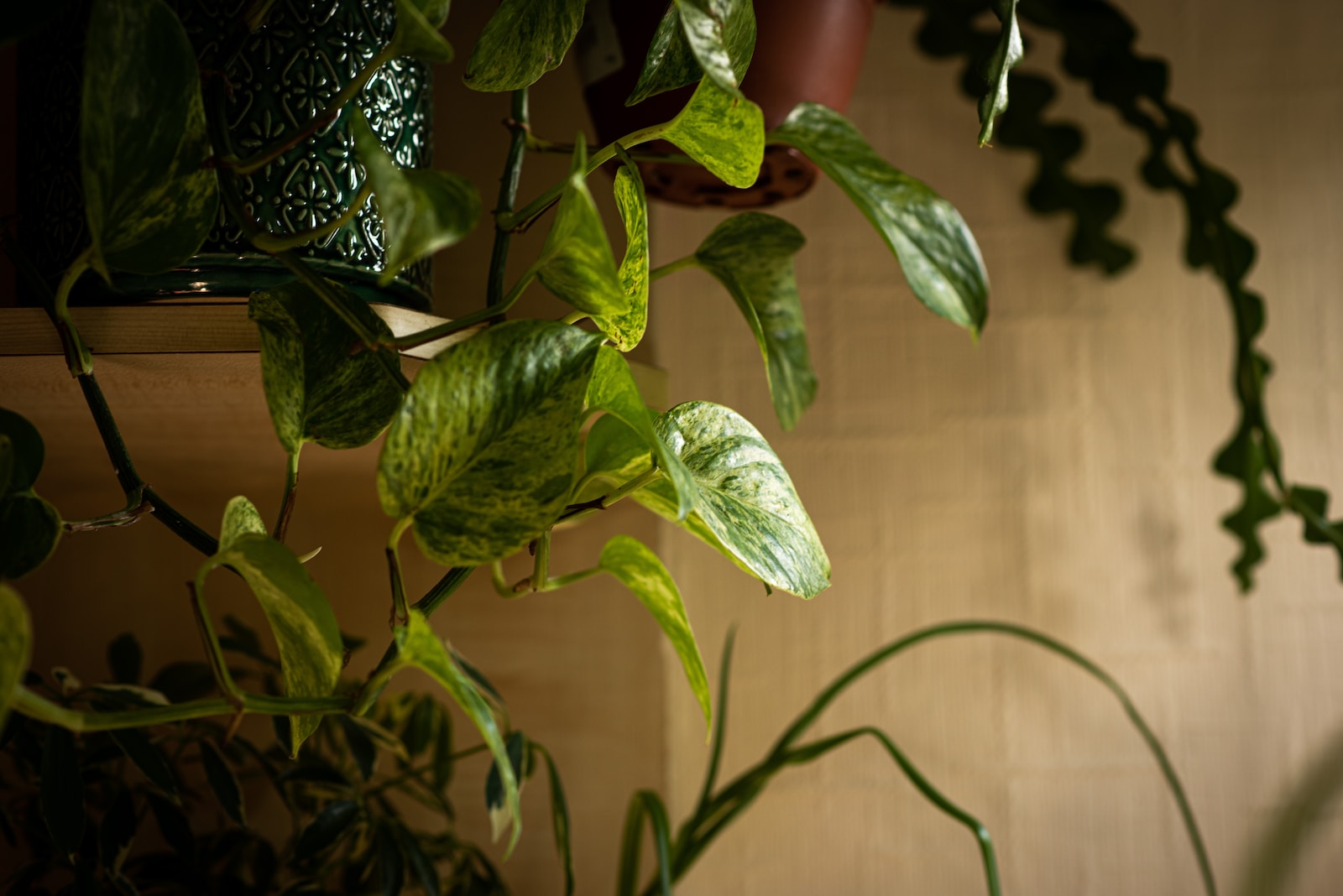 Transform Your Home with These 5 Indoor Vining Plants