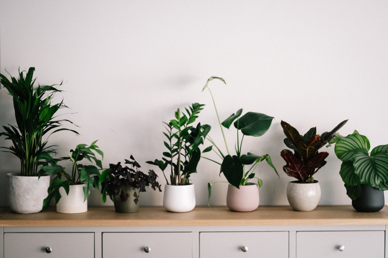 Revamp Your Indoor Oasis: Modern Design Ideas for Plant Lovers
