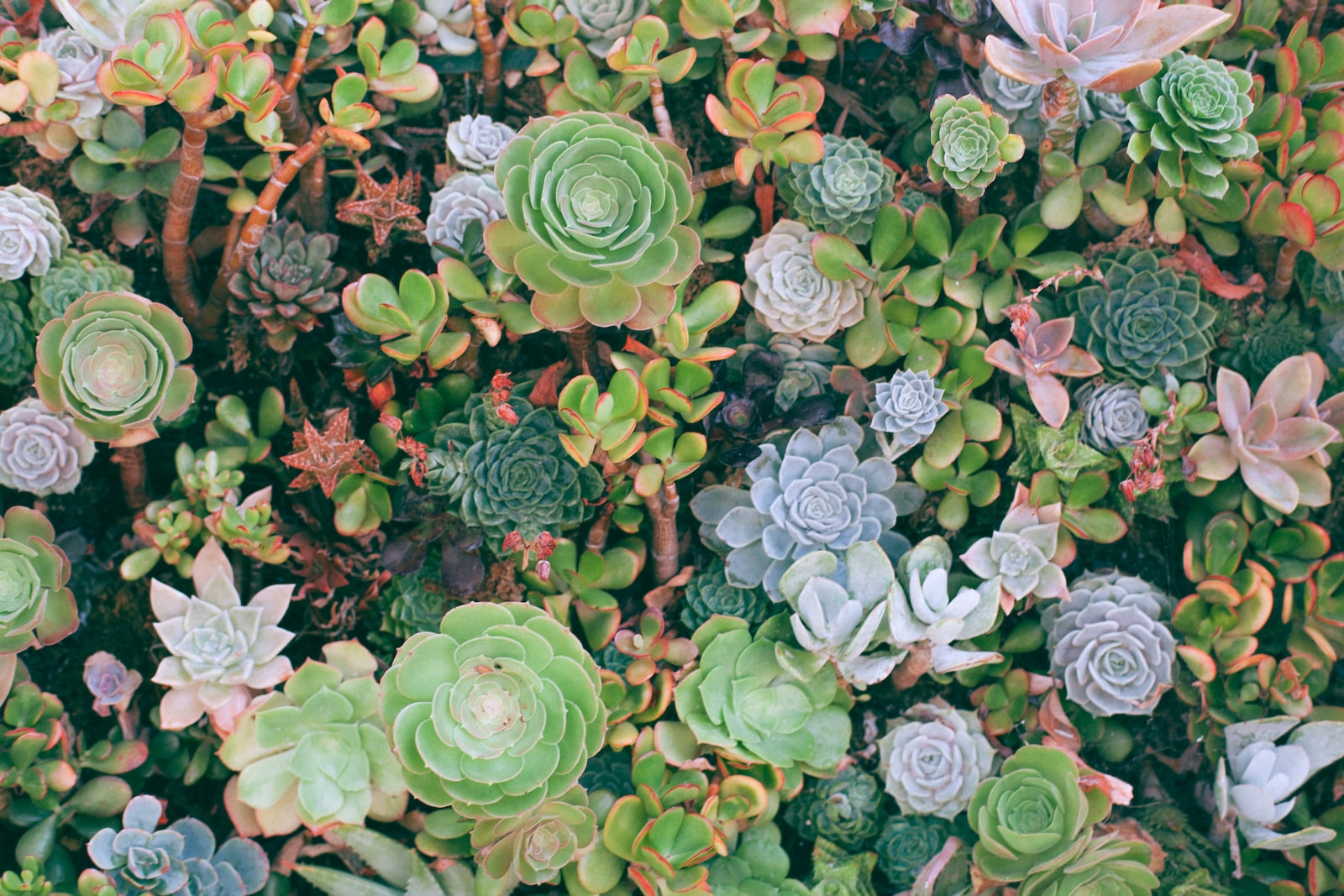 Succulent Success: Essential Care and Styling Tips for Your Desertscape