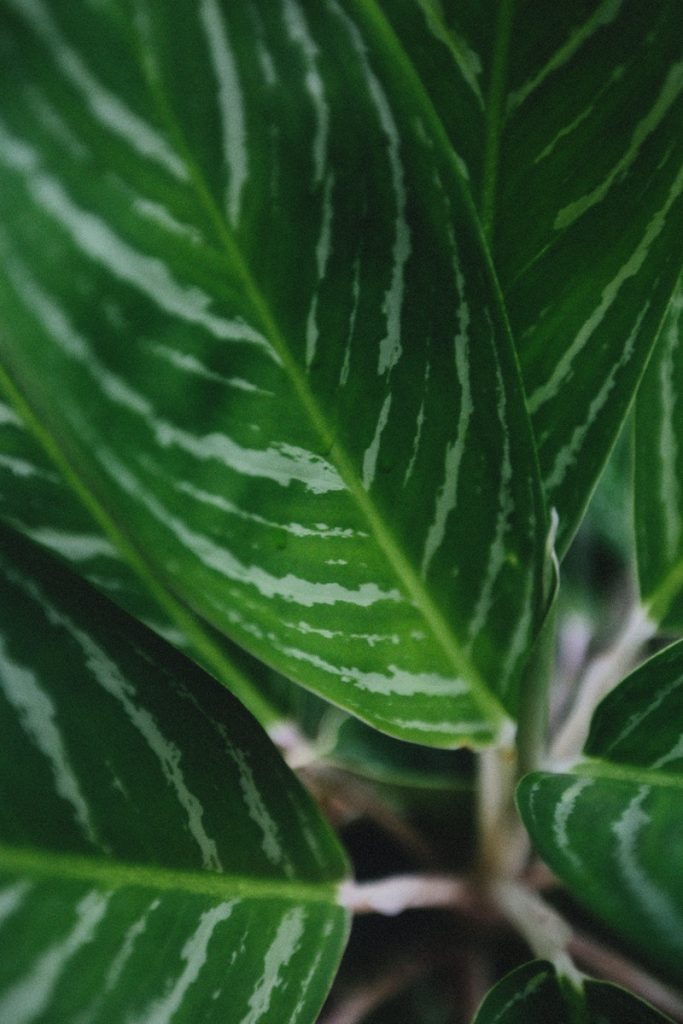Green Leaf Plant in Close Up Photography - chinese evergreen