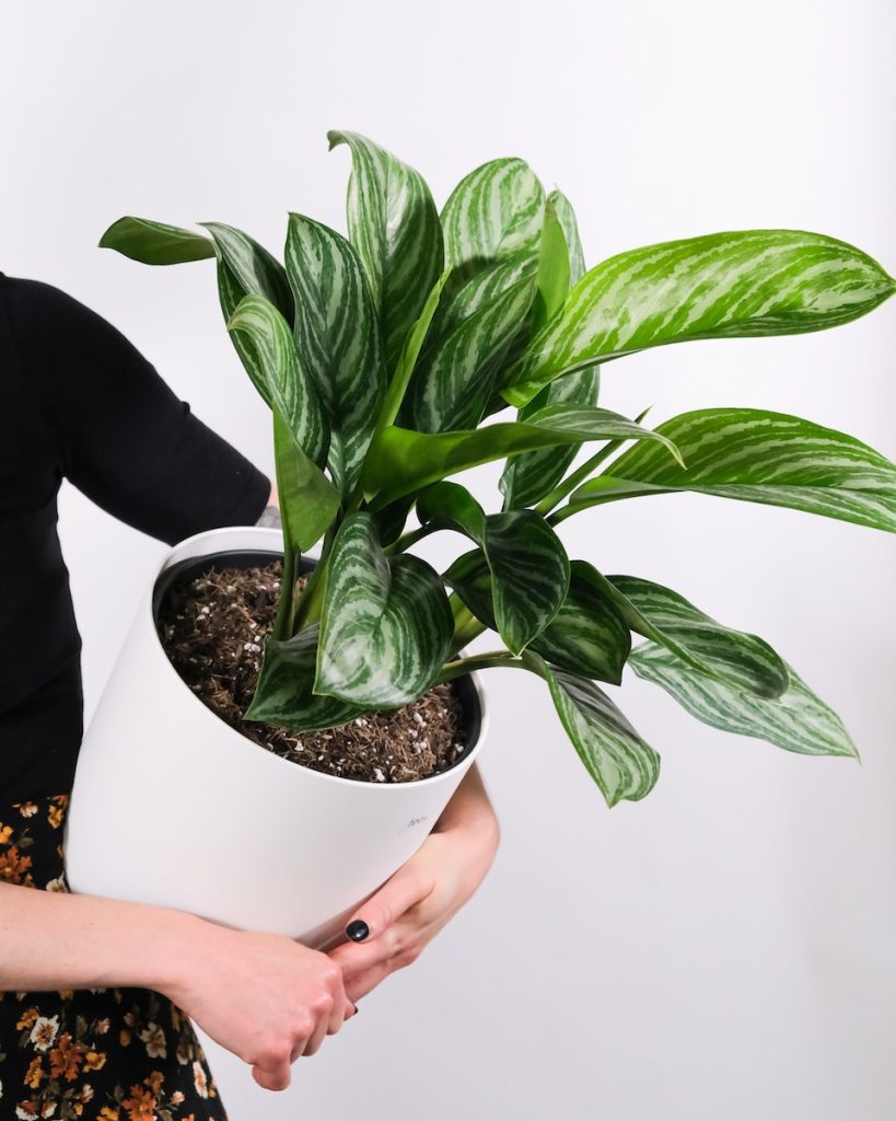 person holding green plant in white pot - aglaonema plant