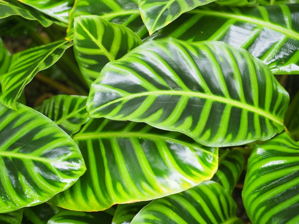 a close up of a green leafy plant - calathea plant