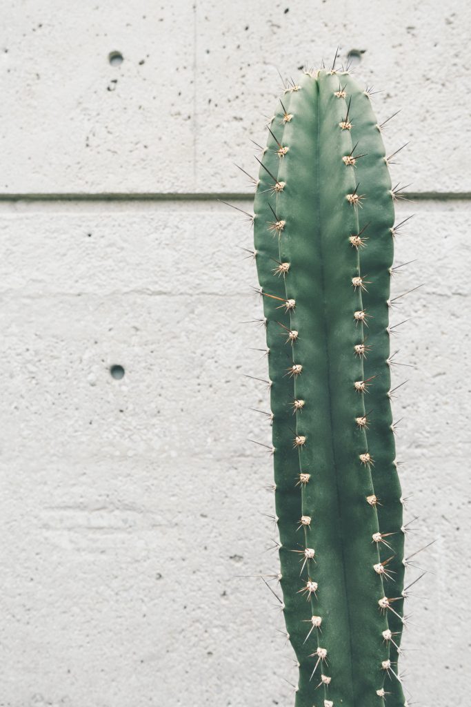 How To Care For A Cactus Indoors?